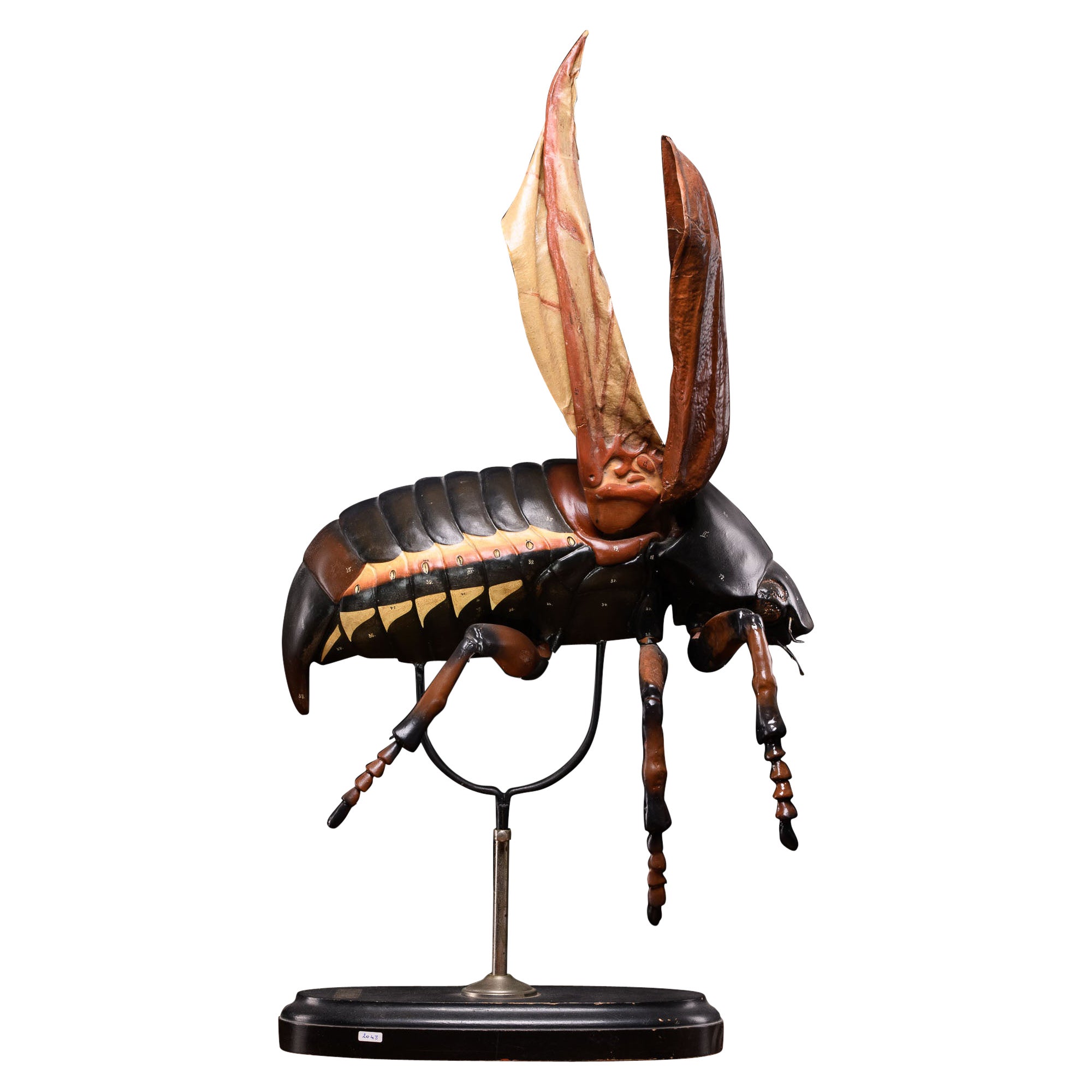 Didactical Modell des Cockchafer- oder May-Mückens, verkauft von der Denoyer-Geppert Company im Angebot