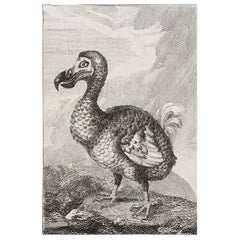 Original Antique Print of A Dodo, Circa 1780