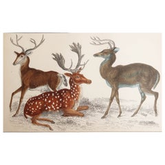 Original Antique Print of Deer, 1847 'Unframed'