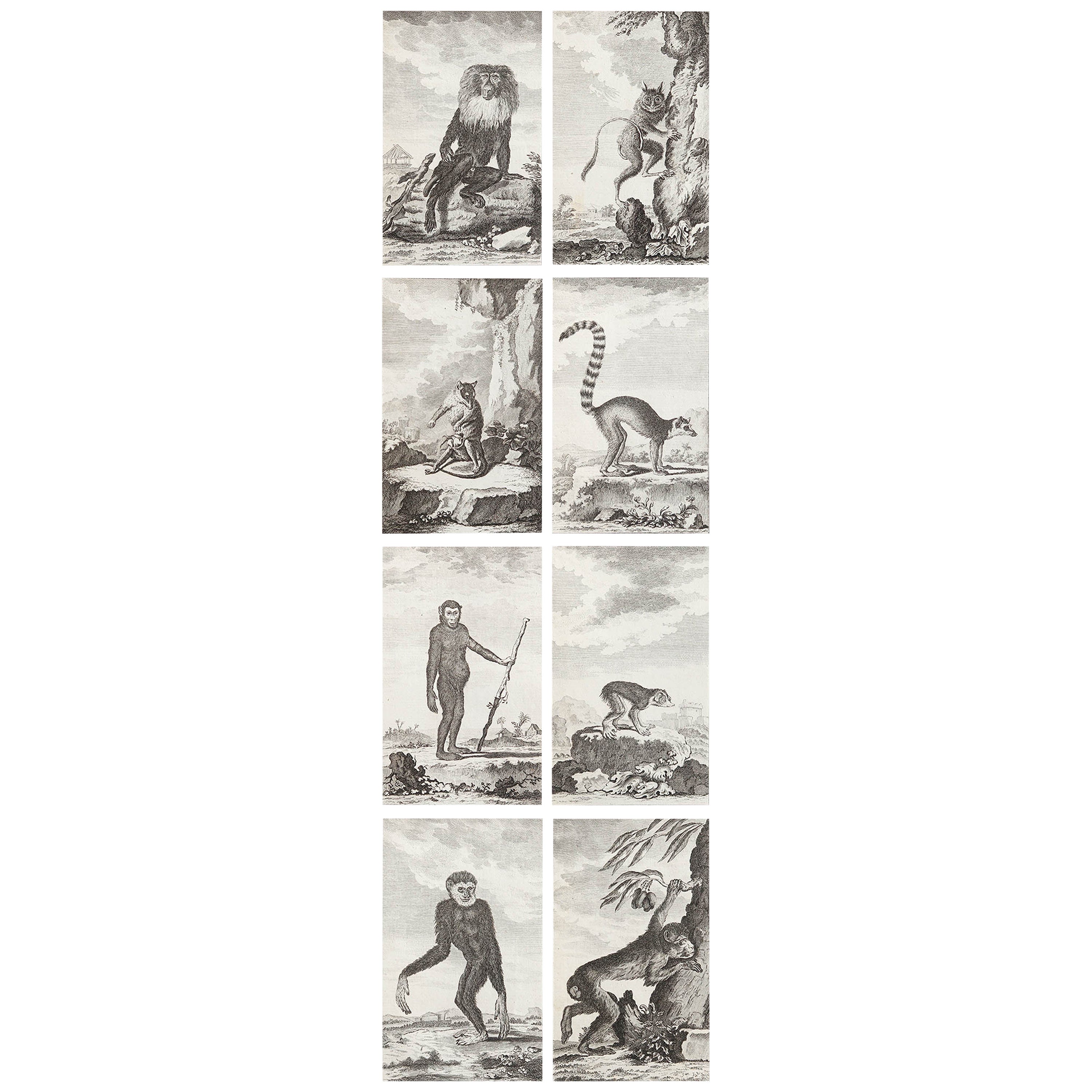 Set of 8 Original Antique Prints of Monkey's, circa 1780 For Sale