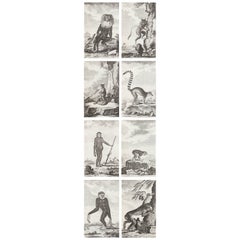 Ensemble de 8 gravures anciennes originales de singes, circa 1780
