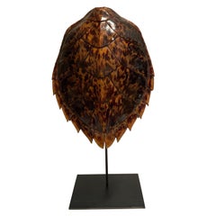 Antique hawksbill tortoise shell on stand 