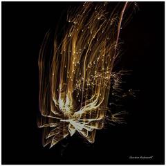 Light Display Migration Photograph 11