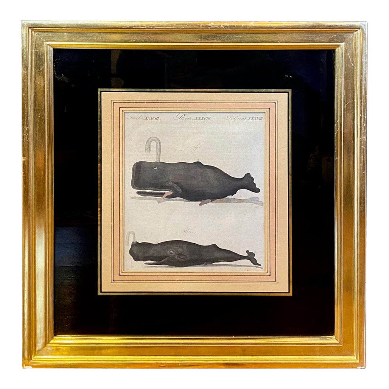 18th Century Engraving of Sperm Whales, by Bertuch, 1790 For Sale