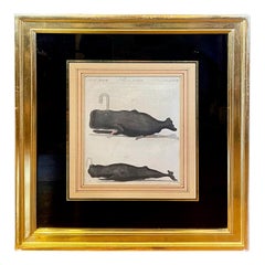 18th Century Engraving of Sperm Whales, by Bertuch, 1790
