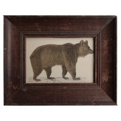 Original Antique Framed Print of a Brown Bear, 1847