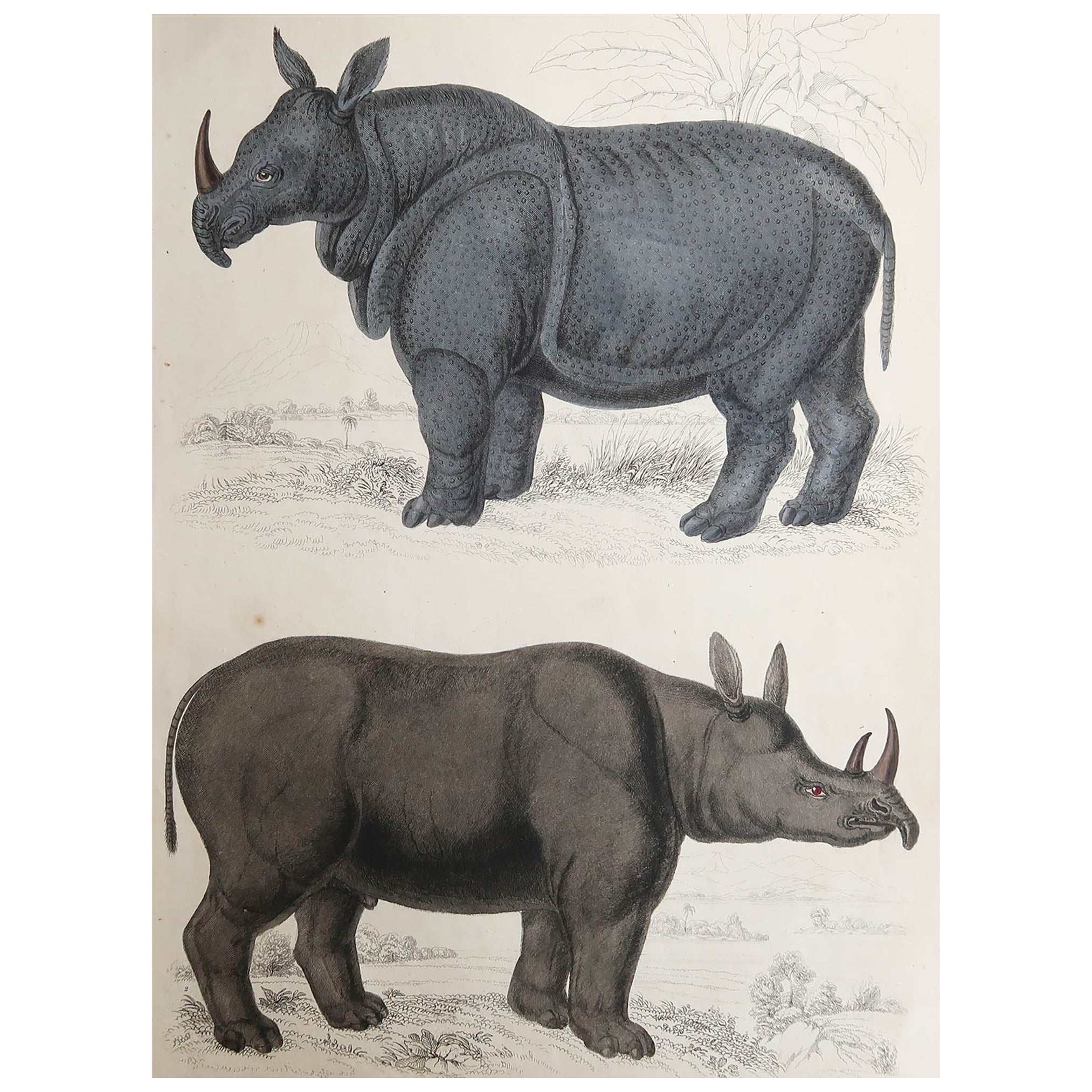 Grande estampe ancienne d'histoire naturelle, Rhinocéros, circa 1835