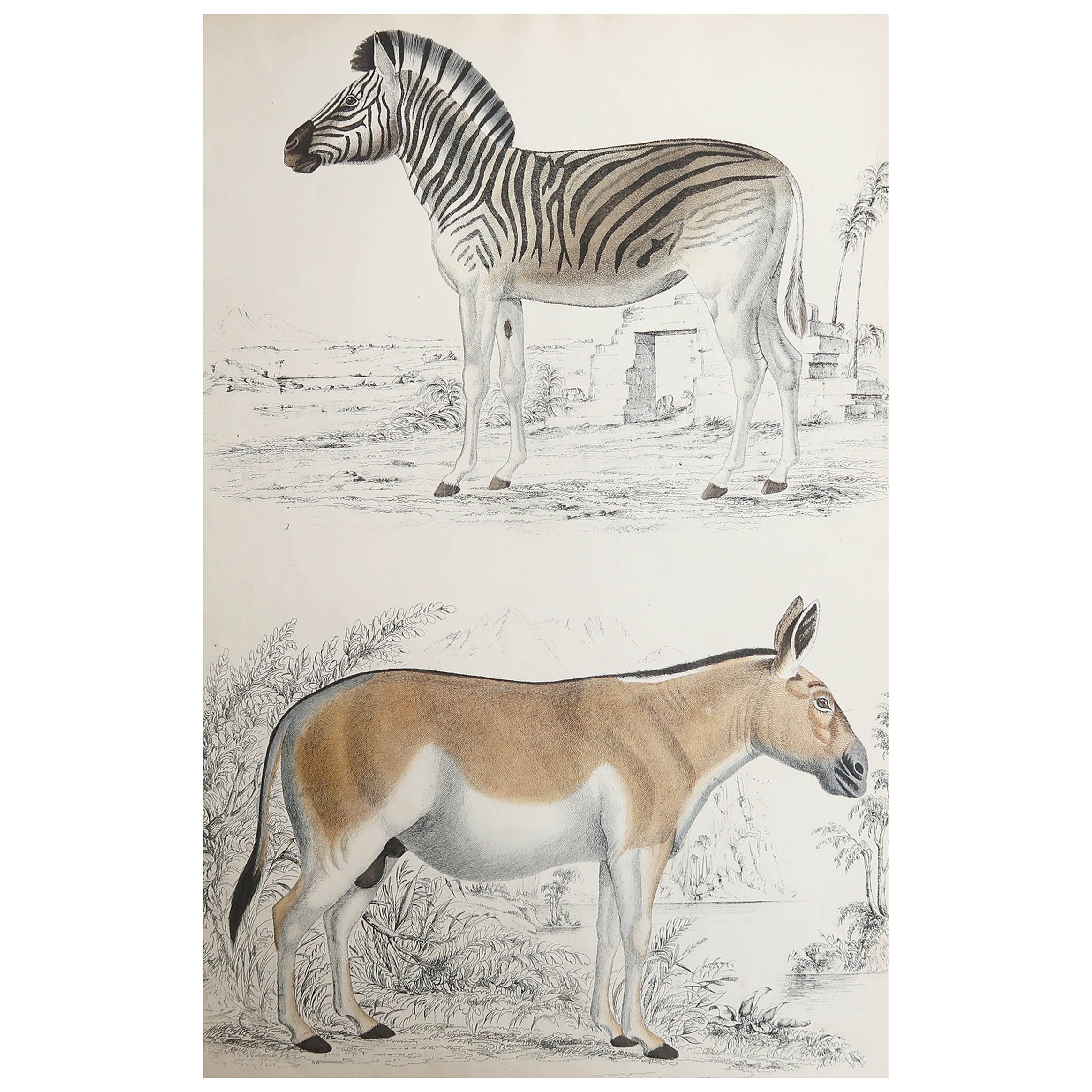 Large Original Antique Natural History Print, Zebra, circa 1835 For Sale