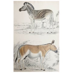 Großer antiker naturhistorischer Originaldruck, Zebra, um 1835