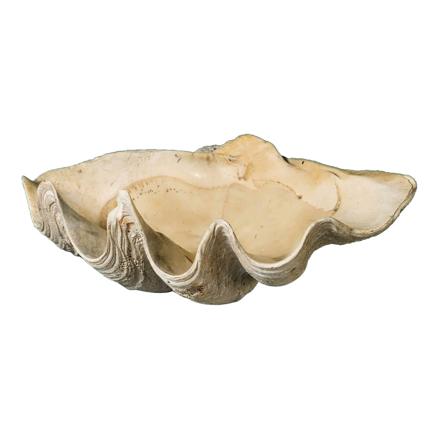 Antique 19th Century Giant Clam Shell