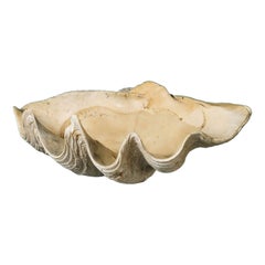 Antique 19th Century Giant Clam Shell