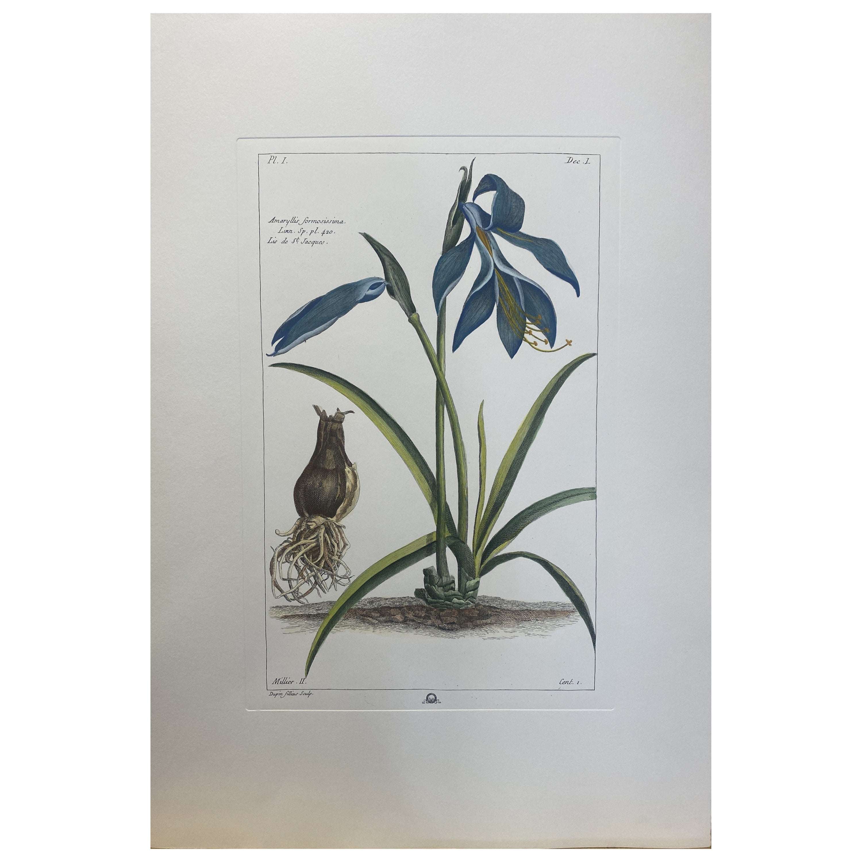 Italian Contemporary Hand Painted Botanical Print "Amaryllis Formosissima"  For Sale