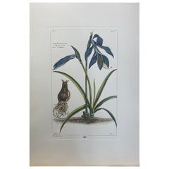 Gravure botanique italienne contemporaine peinte à la main "Amaryllis Formosissima" 