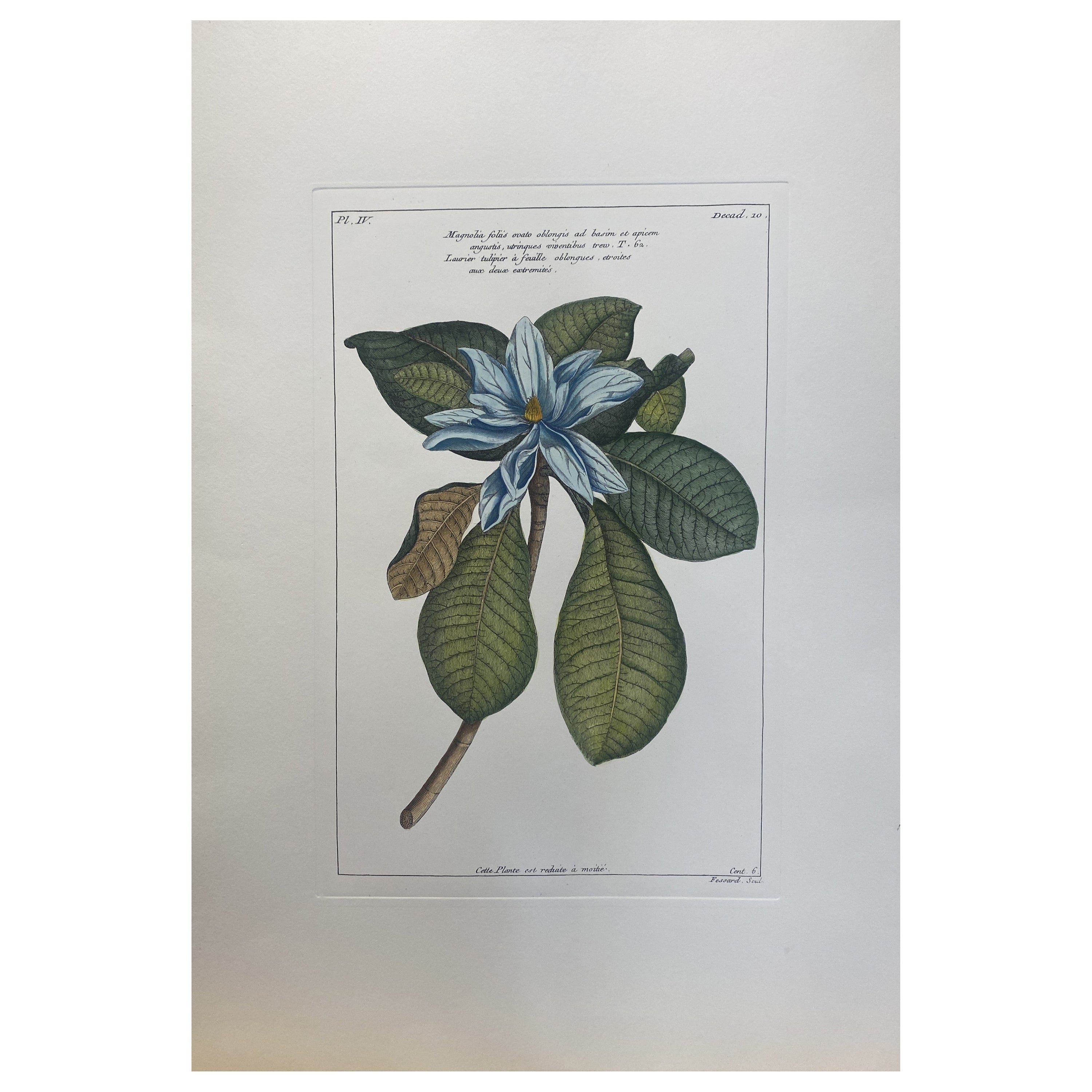 Gravure botanique italienne contemporaine peinte à la main "Magnolia" 