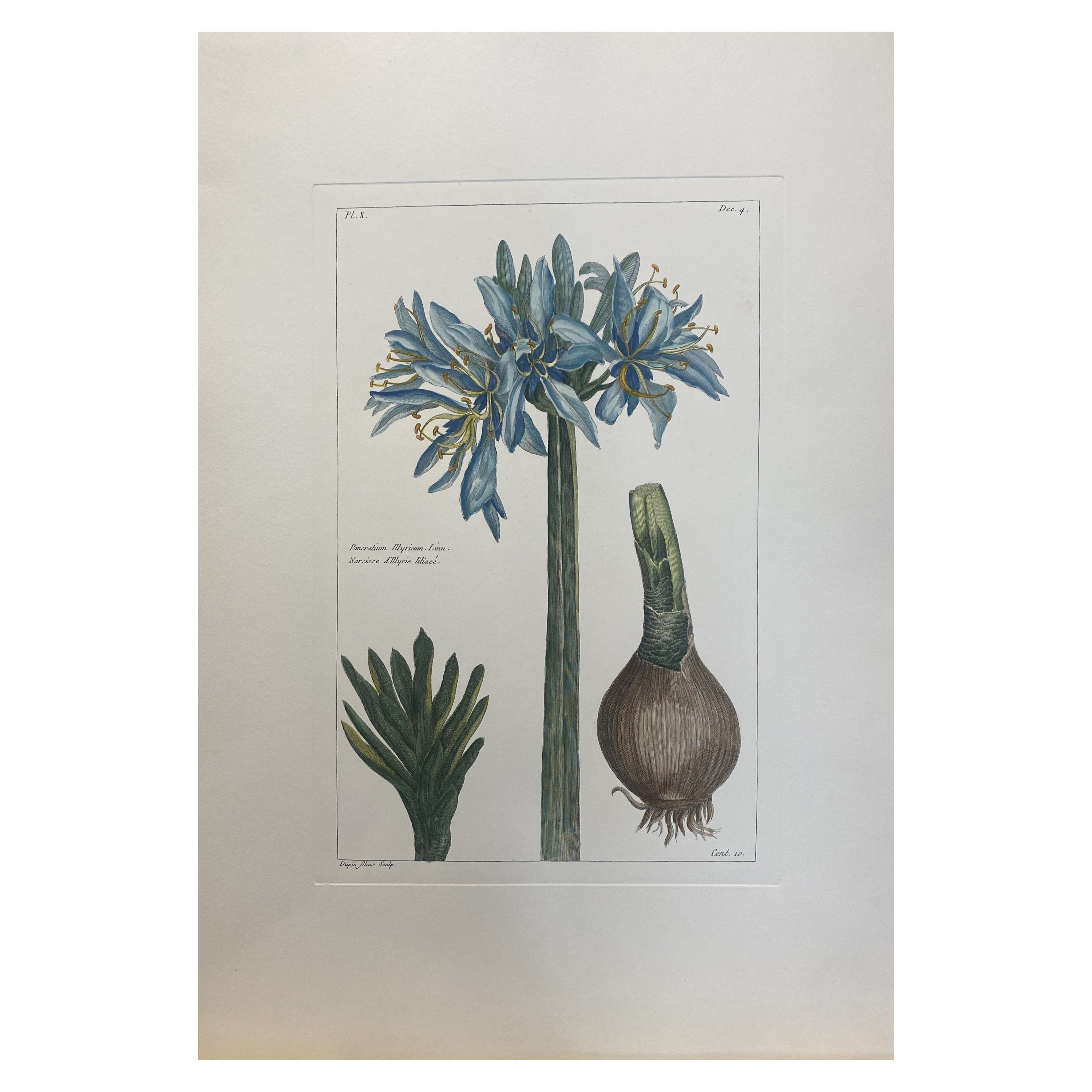 Gravure botanique italienne contemporaine peinte à la main "Narcissè d'Illyrie Liliaceè"  en vente