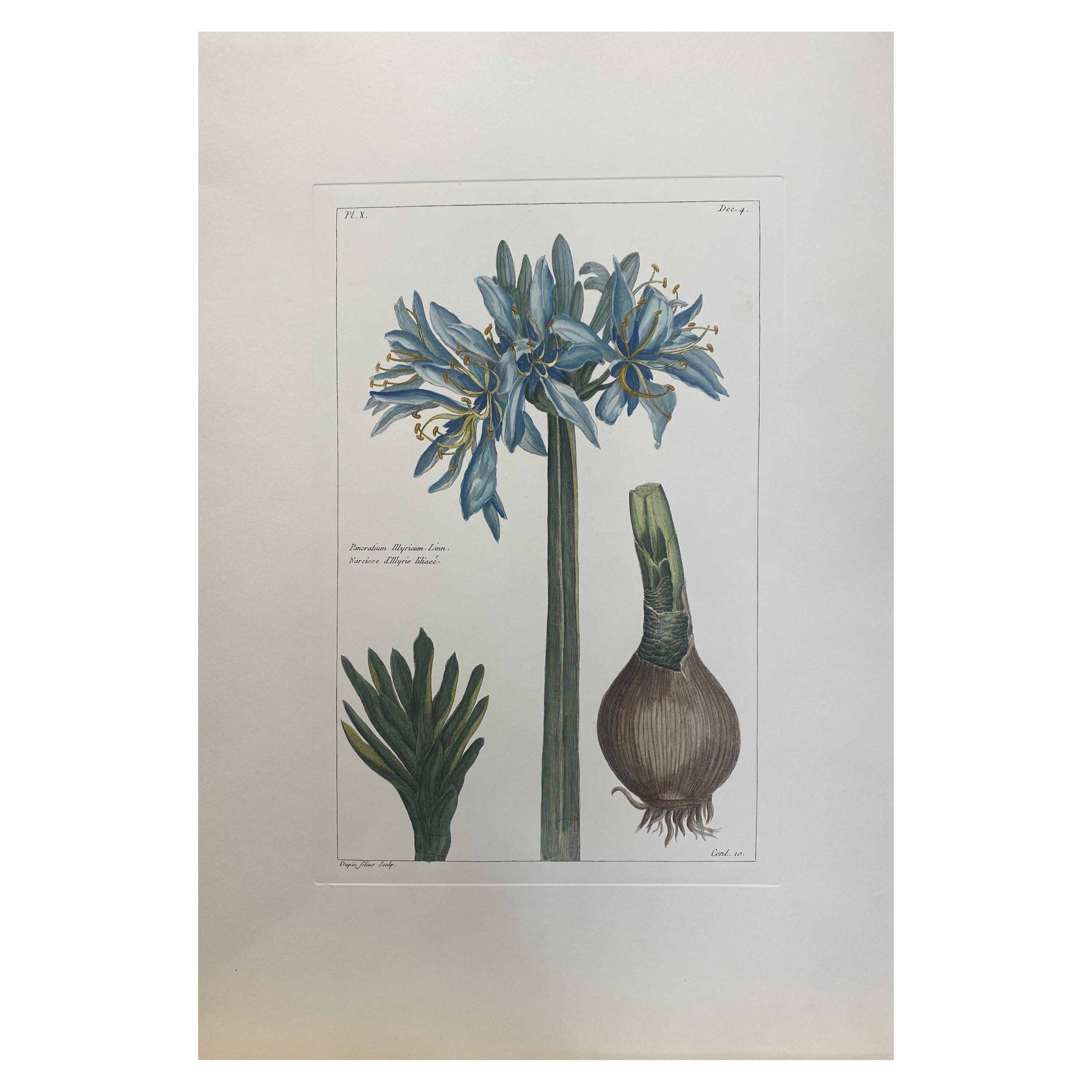 Stampa botanica italiana contemporanea dipinta a mano "Narcissè d'Illyrie Liliaceè" in vendita