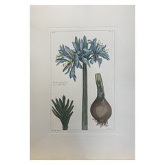 Gravure botanique italienne contemporaine peinte à la main "Narcissè d'Illyrie Liliaceè" 
