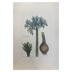 Italian Contemporary Hand Painted Botanical Print "Narcissè d'Illyrie Liliaceè"
