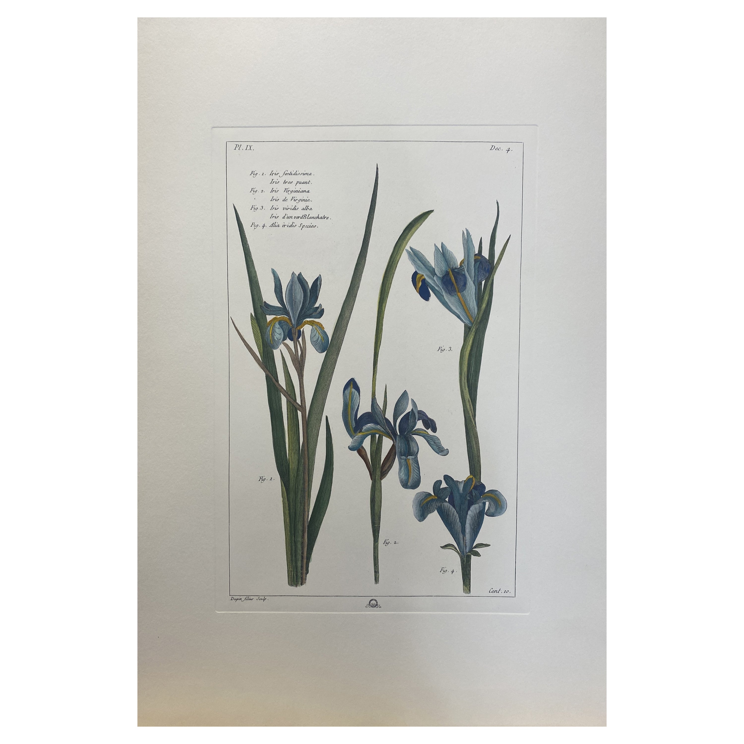 Impression botanique italienne contemporaine peinte à la main "Iris"  en vente
