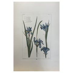 Antique Italian Contemporary Hand Painted Botanical Print "Iris" 