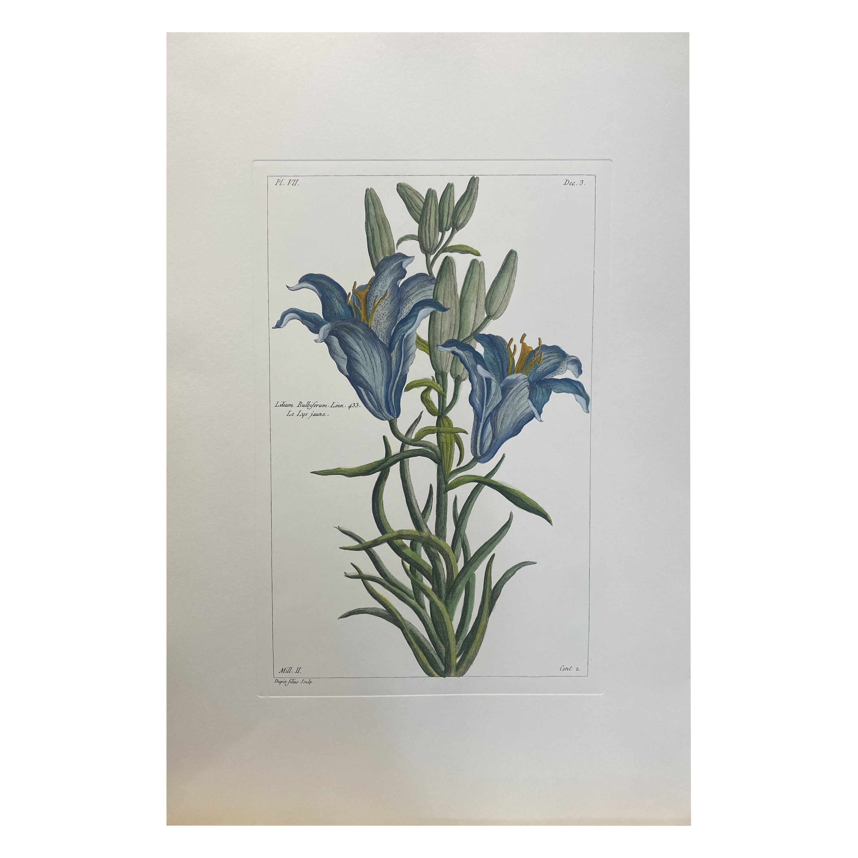 Italian Contemporary Hand Painted Botanical Print "Lilium Bulbiferum"  For Sale
