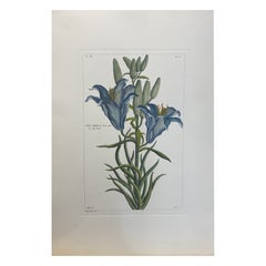 Antique Italian Contemporary Hand Painted Botanical Print "Lilium Bulbiferum" 