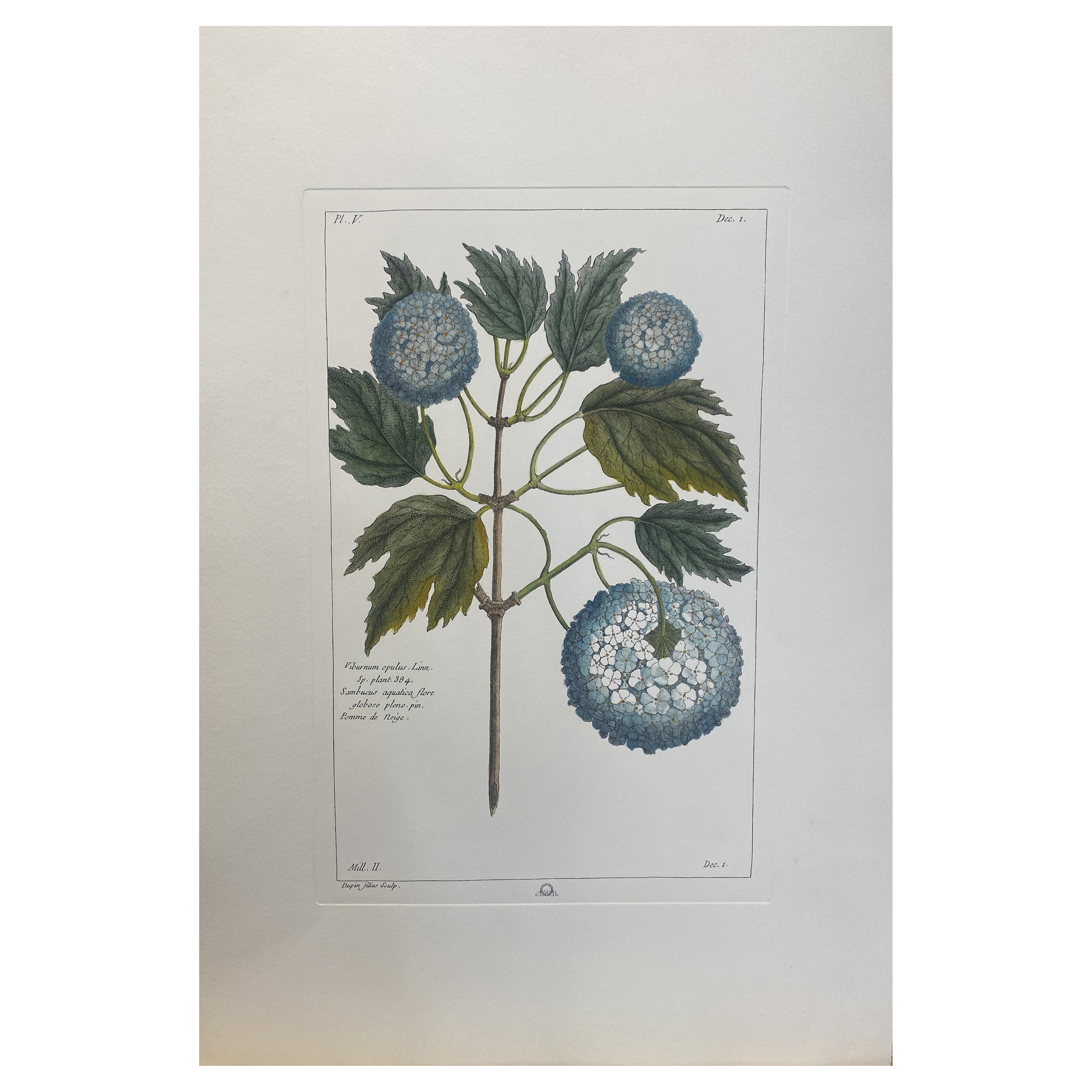Italian Contemporary Hand Painted Botanical Print "Viburnum Opulus Linn"  For Sale