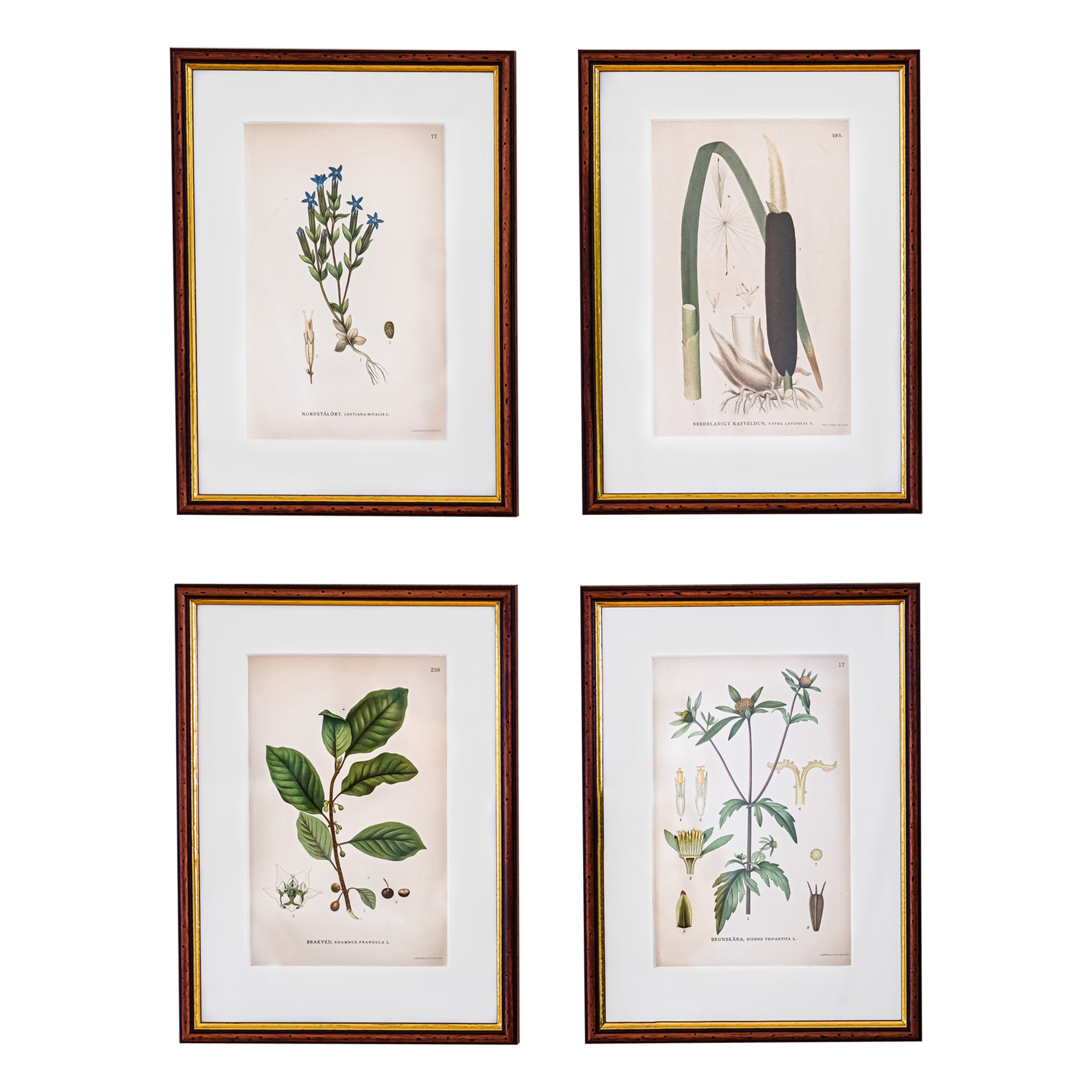 4 botanical illustrations from ‘Bilder ur Nordens Flora’ by C. A. Lindman.