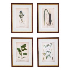 Antique 4 botanical illustrations from ‘Bilder ur Nordens Flora’ by C. A. Lindman.