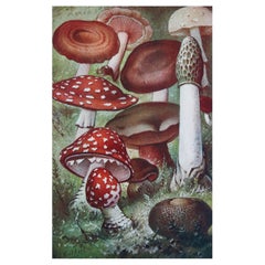 Original Vintage Print of Mushrooms, circa 1900