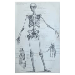 Original Vintage Medical Print-Skeleton, circa 1900