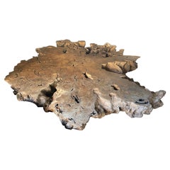 Andrianna Shamaris Monumental Rare Teak Wood Root Coffee Table