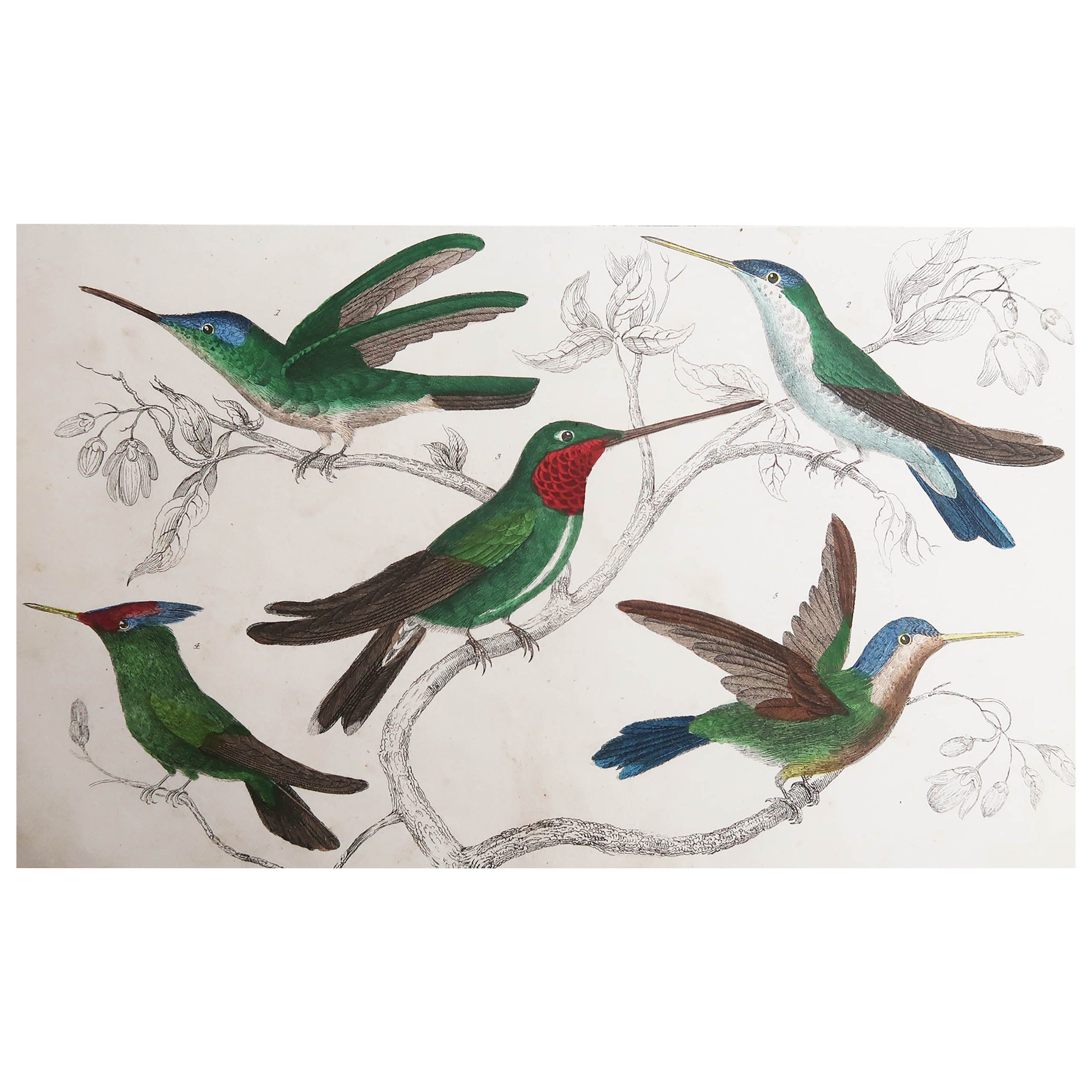 Original Antique Print of Hummingbirds, 1847, 'Unframed'