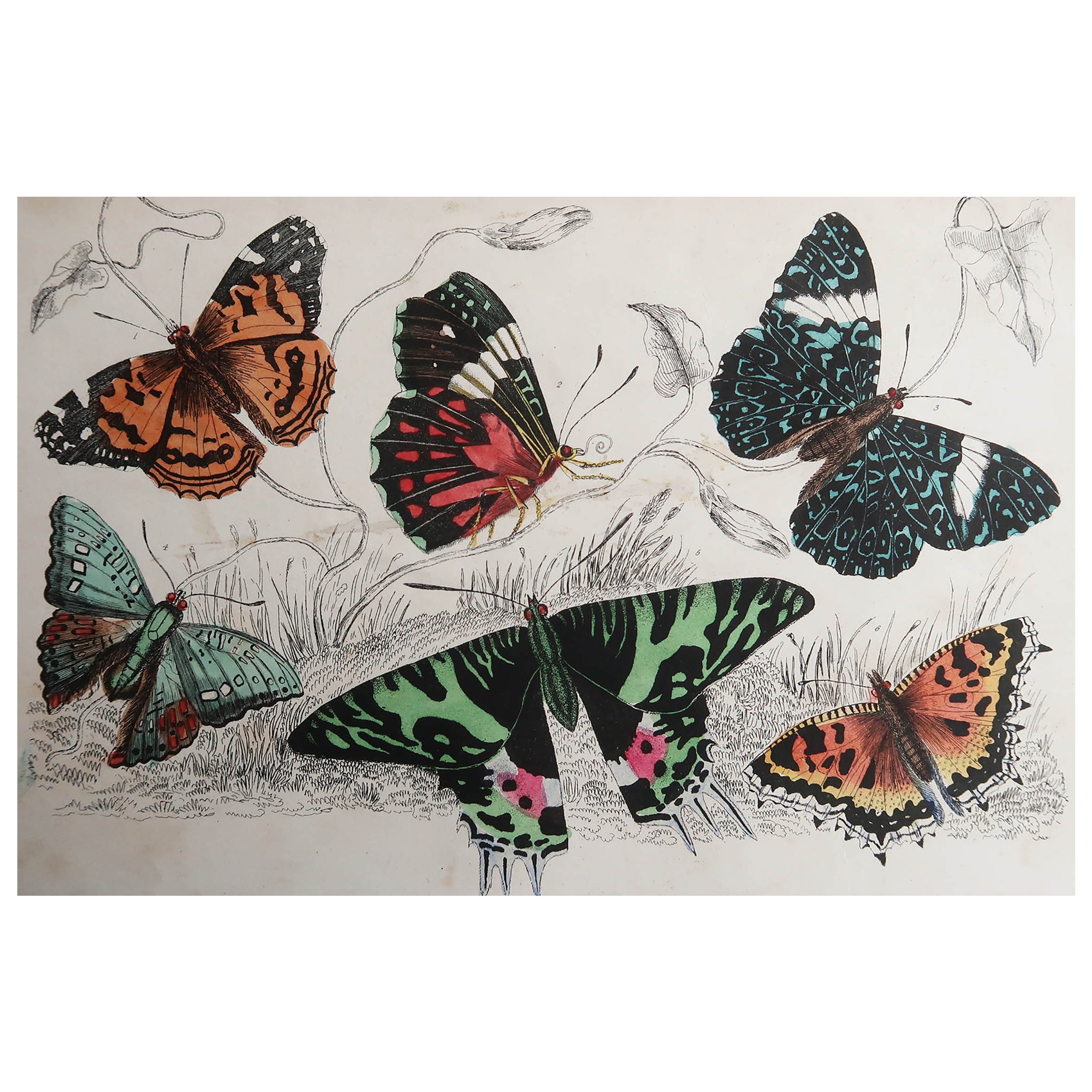 Original Antique Print of Butterflies, 1847, Unframed For Sale