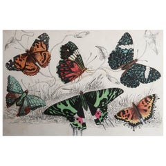 Impression ancienne originale de papillons, 1847, non encadrée