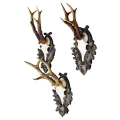 Set of Three Large Roe Deer Trophies on Carved Plaques