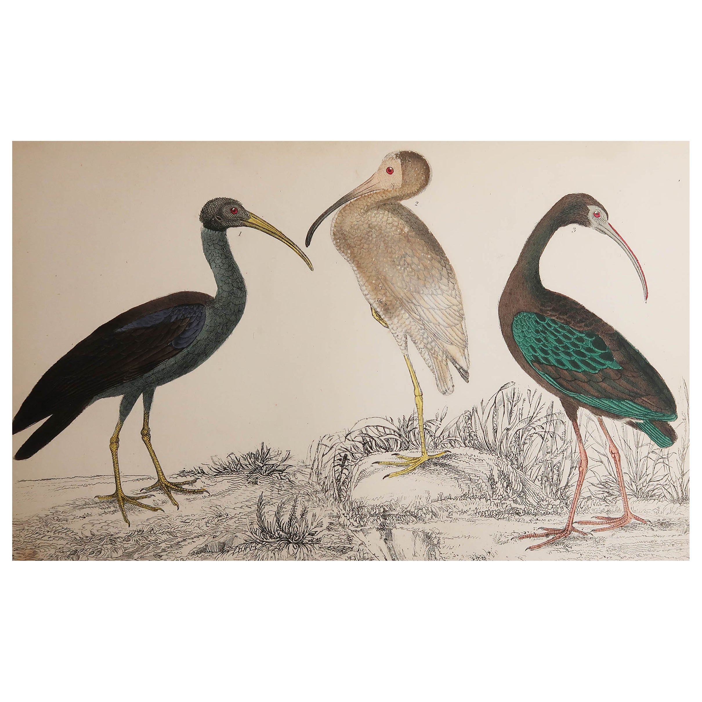 Original Antique Print of Cranes, 1847 'Unframed' For Sale