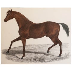 Original Antique Print of a Racehorse, 1847 'Unframed'