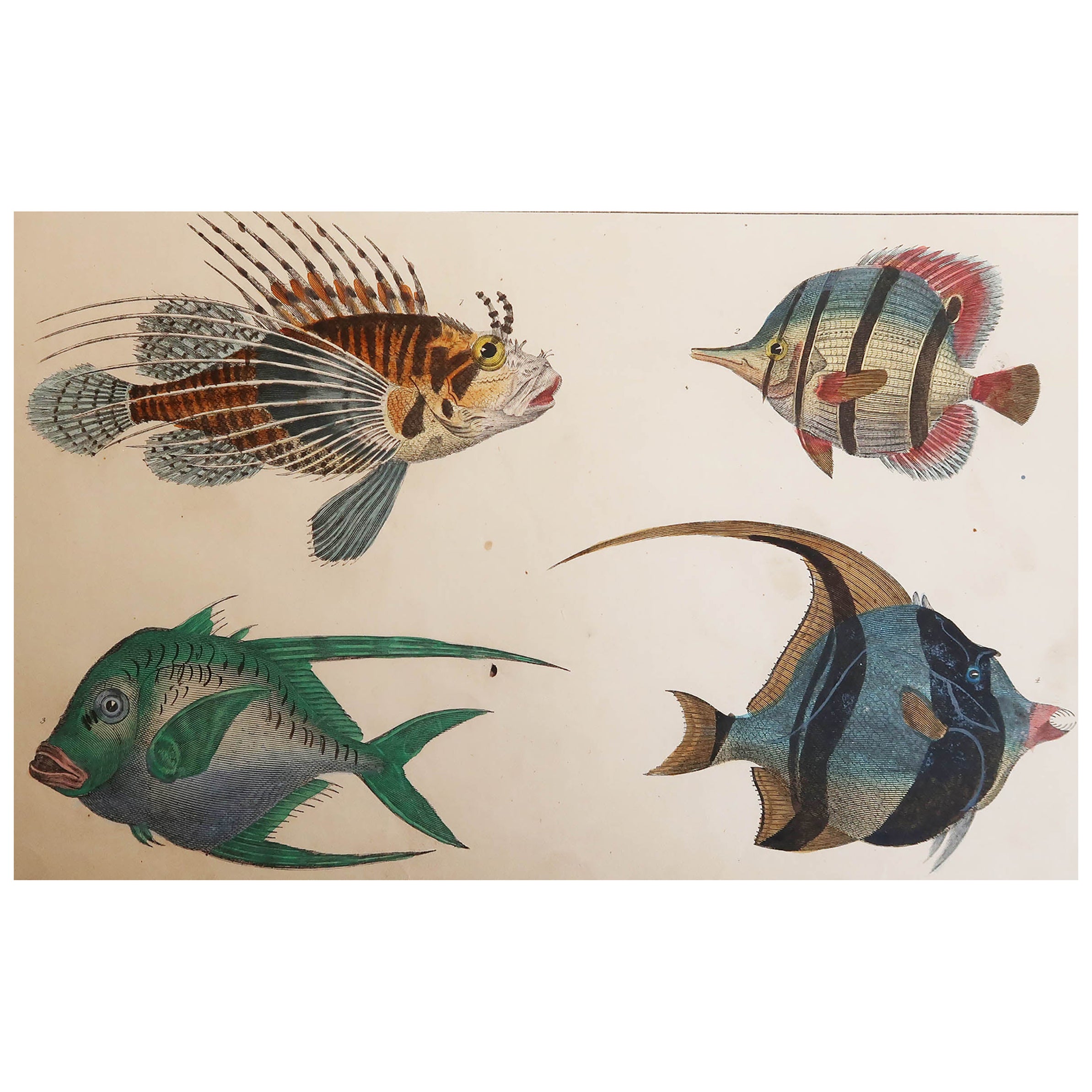 Original Antique Print of Fish, 1847 'Unframed'