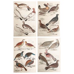 Set of 4 Original Antique Prints of Game Birds, 1830s