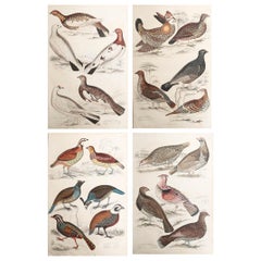 Set di 4 stampe antiche originali di uccelli da caccia, anni '30 del XIX secolo