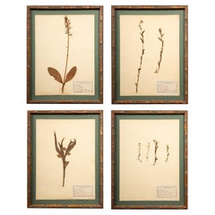 Gilt Framed Herbier Botanical Specimens from the 19th Century