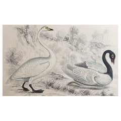 Original Antique Print of Swans, 1847, 'Unframed'
