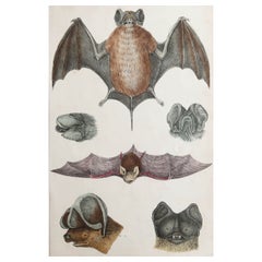 Original Antique Print of A Bat, 1847 'Unframed'