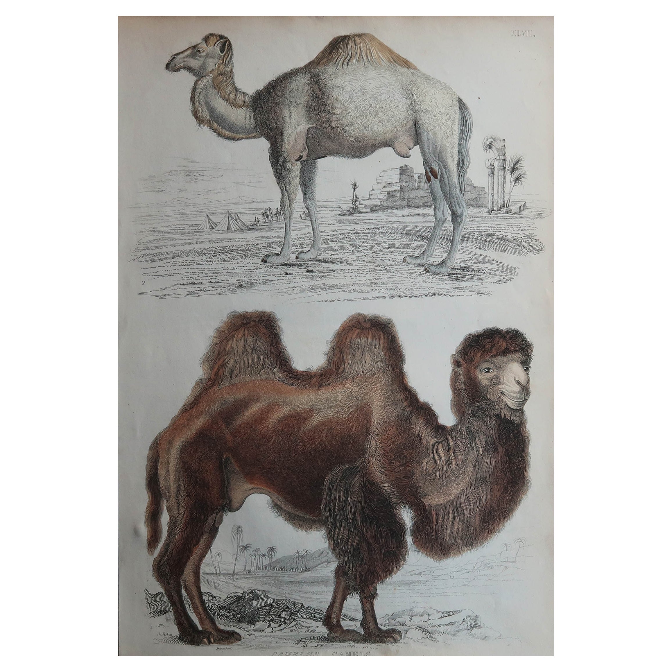 Grande estampe originale ancienne d'histoire naturelle, camels, datant d'environ 1835