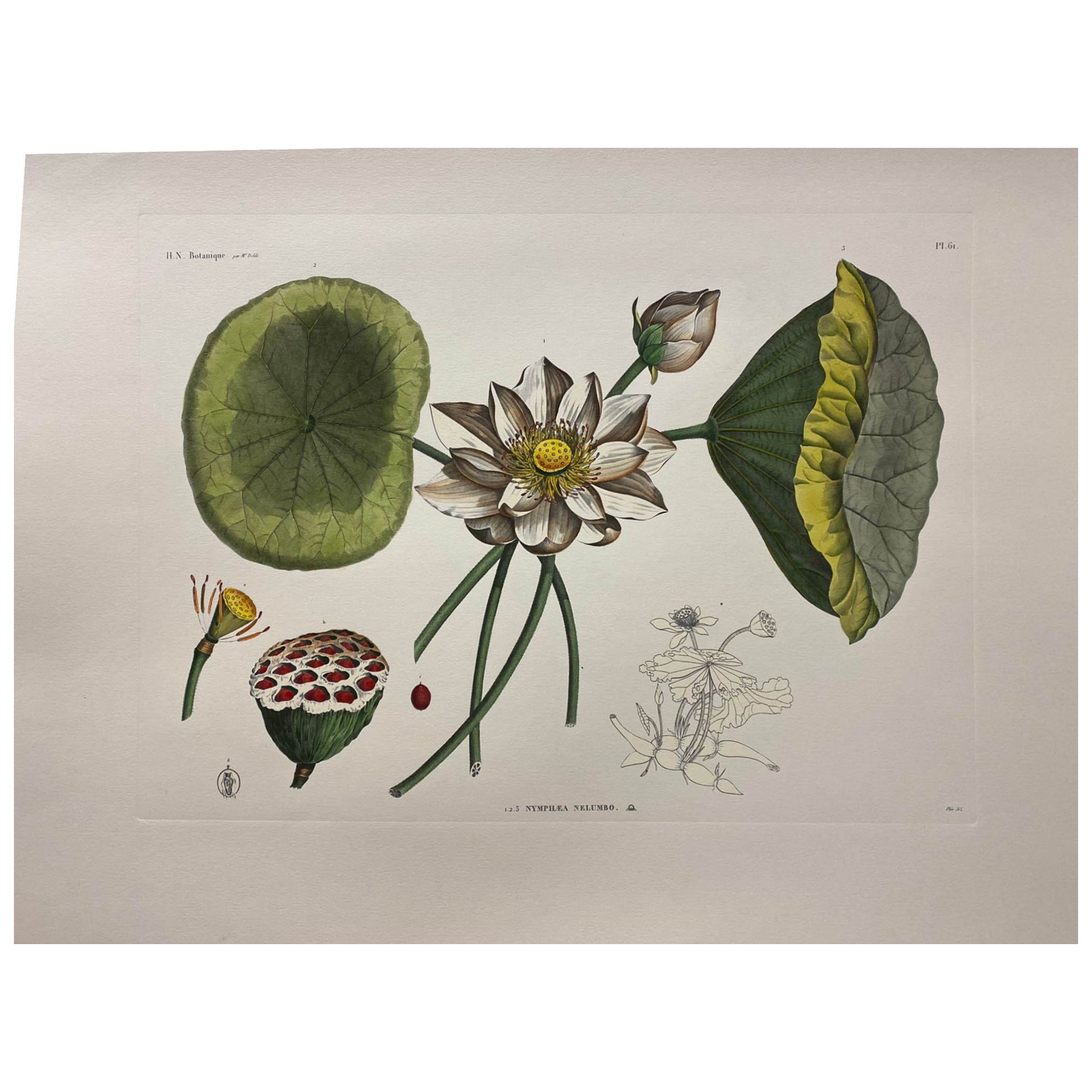 Italian Contemporary Hand Painted Botanical Print "Nymphea Nelumbo" 1 of 2 For Sale