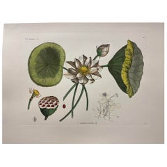 Impression botanique contemporaine peinte à la main "Nymphea Nelumbo" 1 de 2