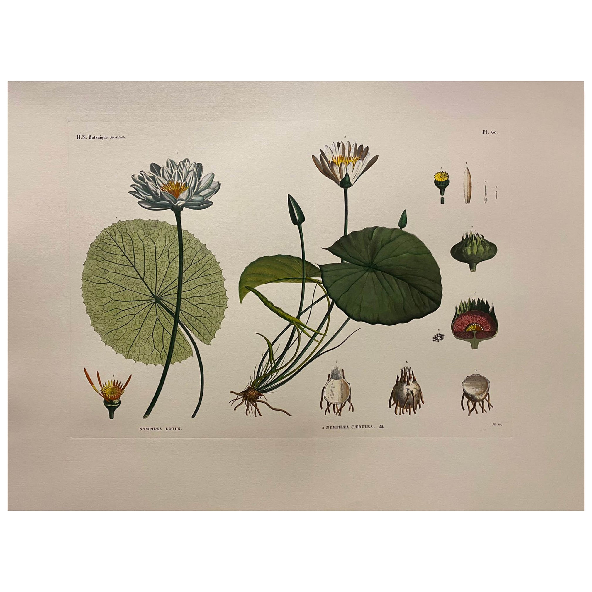 Italian Contemporary Hand Painted Botanical Print "Nymphea Lotus Cerulea" 2 of 2