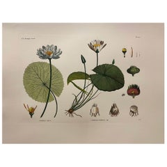 Italian Contemporary Hand Painted Botanical Print "Nymphea Lotus Cerulea" 2 of 2