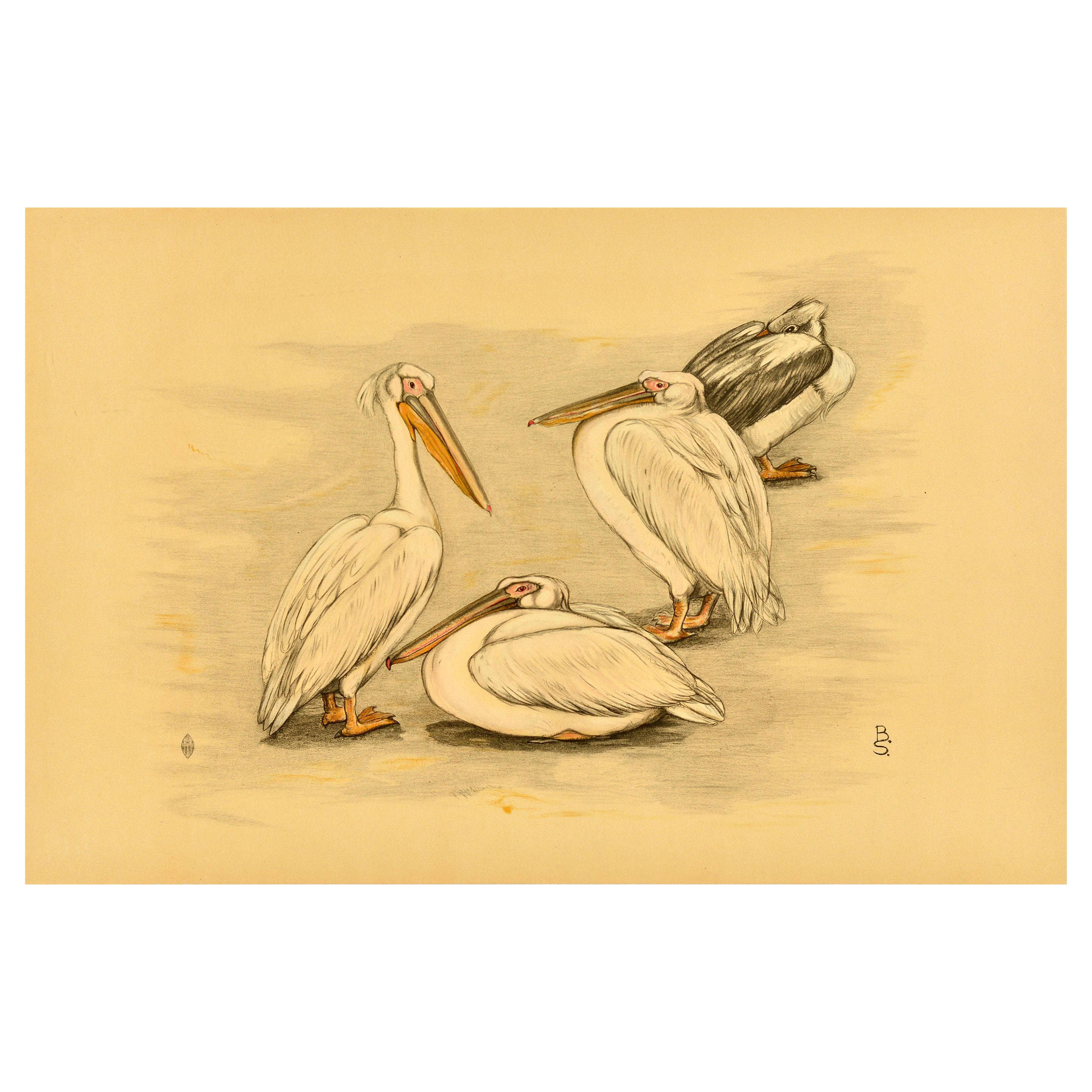 Affiche animalière d'origine, quatre pélicans, oiseaux, animaux Berend Sluyterman en vente